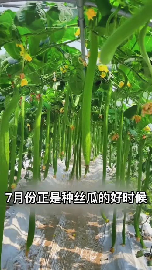 長條絲瓜 夏日庭院新寵，高產優質好種植