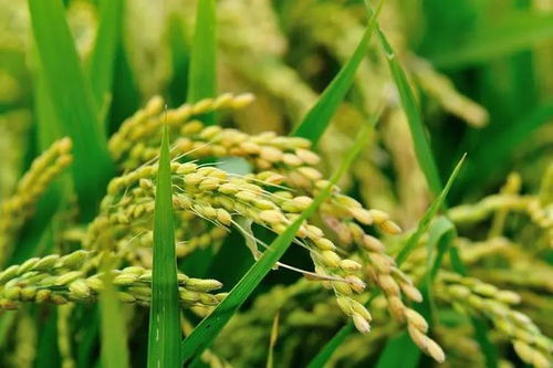 水溶肥哪家好？谷物種植高效施肥的三大選擇秘訣